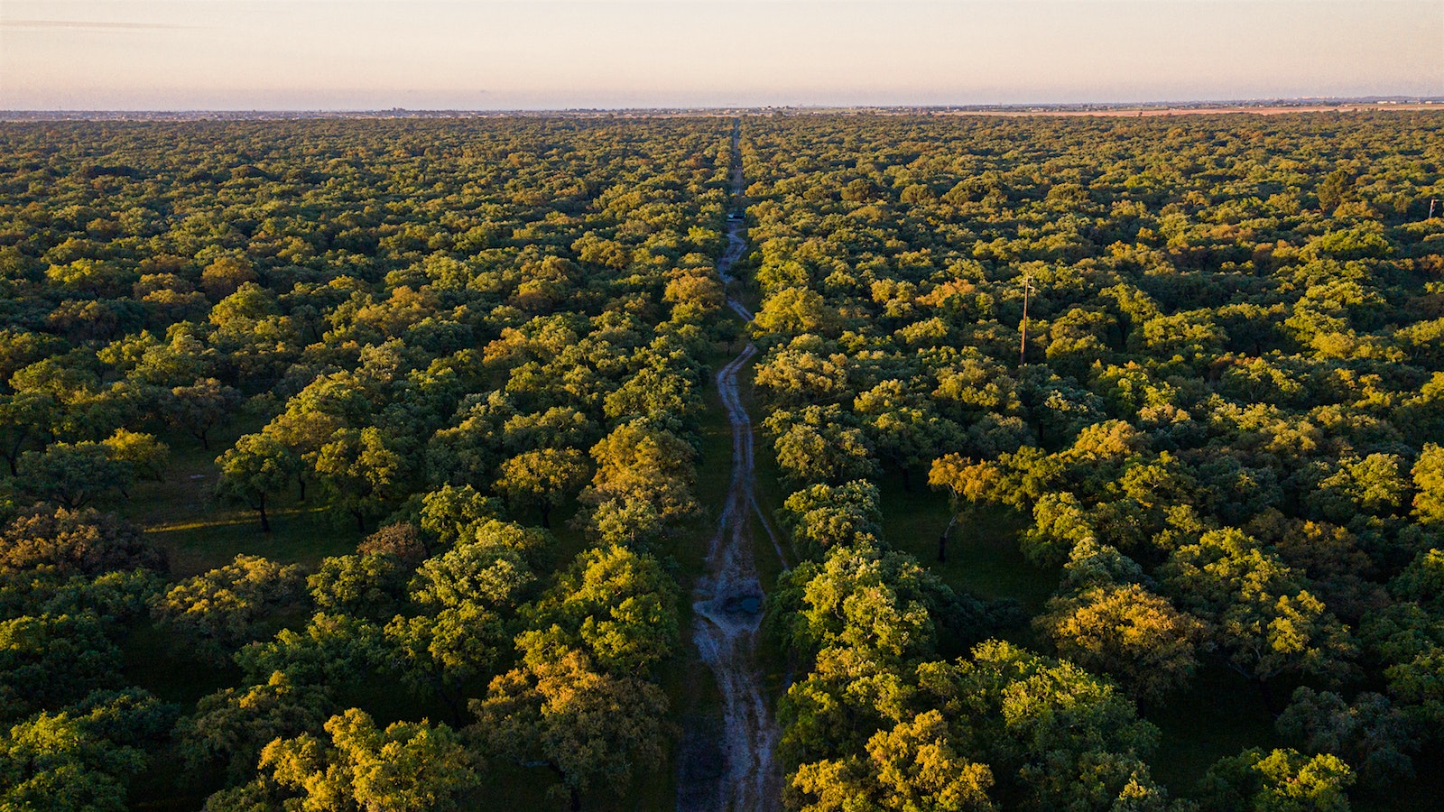 An aerial view of a cork forest in Portugal.
